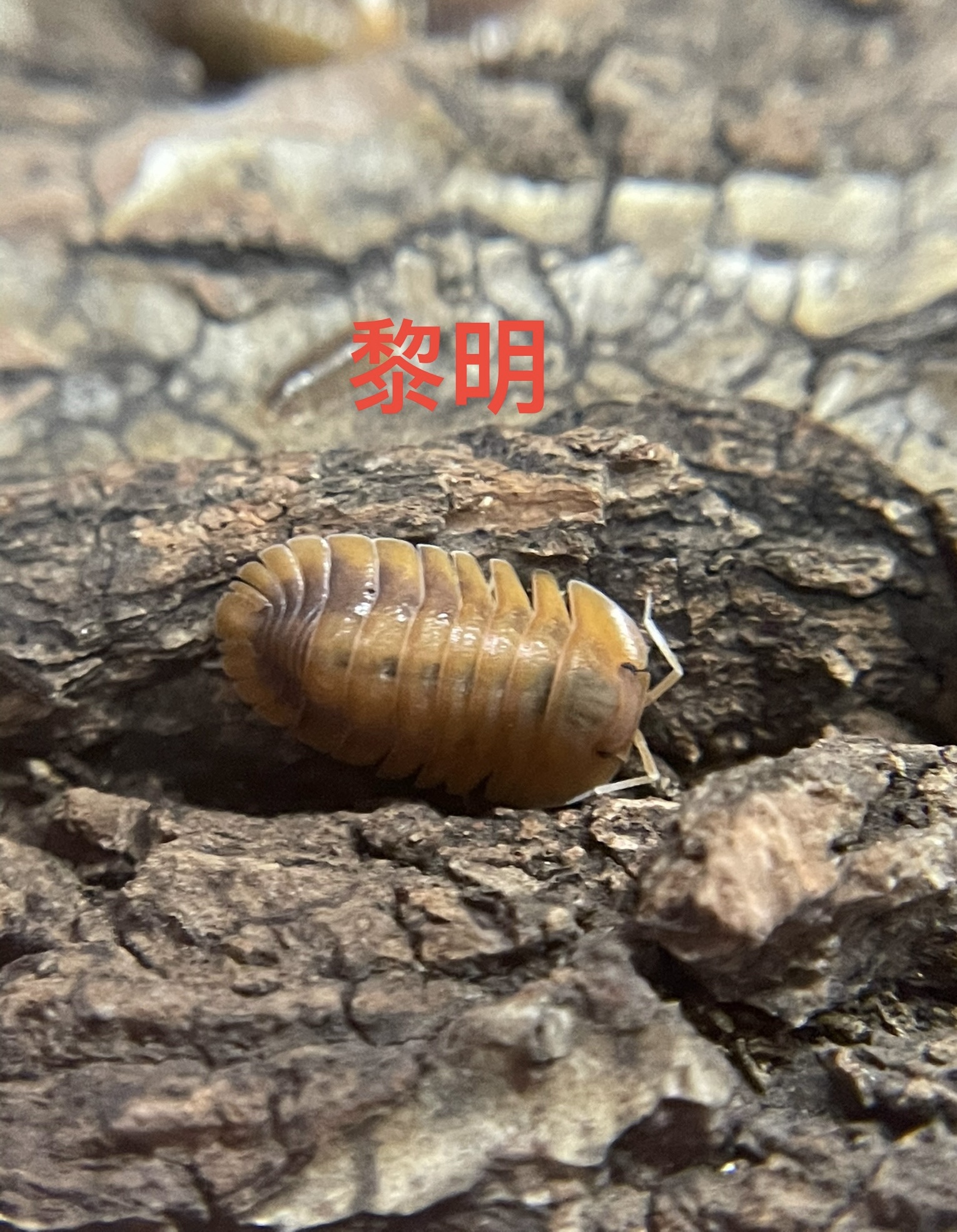 鼠婦